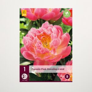 Pfingstrose 'Pink Hawaiian Coral' - Rhizom