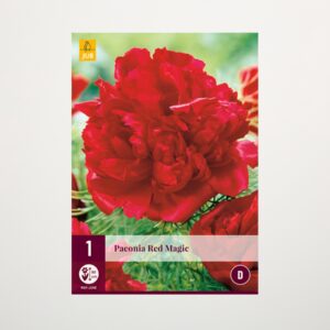 Pfingstrose 'Red Magic' - Rhizom