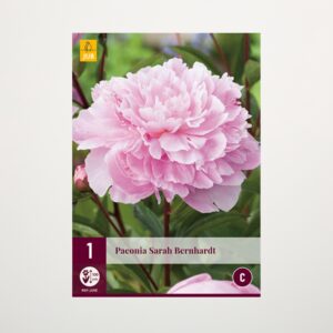 Pfingstrose 'Sarah Bernhardt' - Rhizom
