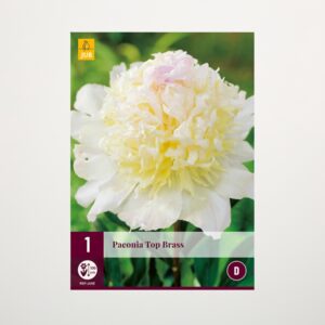 Pfingstrose 'Top Brass' - Rhizom