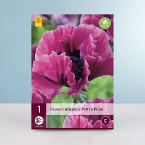 Türkischer Mohn 'Patty's Plum' - Wurzel