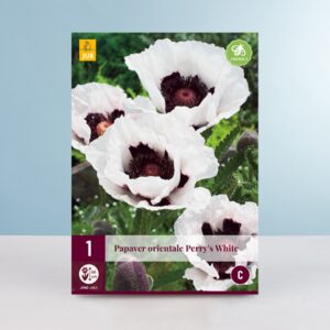 Türkischer Mohn 'Perry's White' - Wurzel