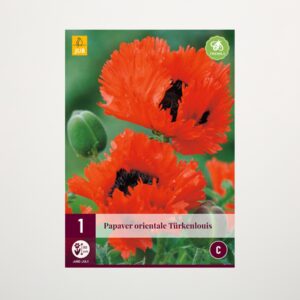 Türkischer Mohn 'Türkenlouis' - Wurzel