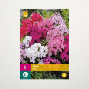 Phlox paniculata Mix - 5 Wurzeln