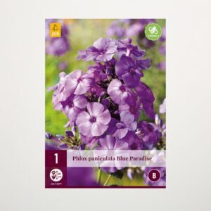 Phlox paniculata 'Blue Paradise' - Wurzel