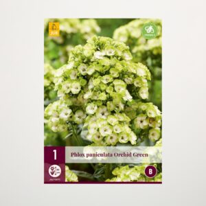 Phlox paniculata 'Orchid Green' - Wurzel