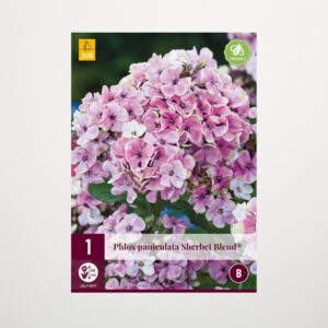 Phlox paniculata 'Sherbet Blend' - Wurzel