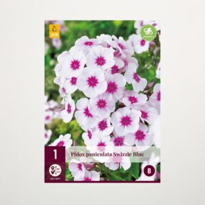 Phlox paniculata 'Swizzle Blue' - Wurzel