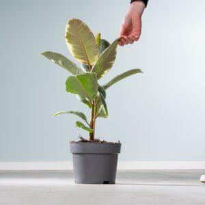 Ficus 'Tineke' S