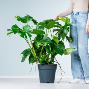Monstera 'Deliciosa' XL