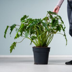 Philodendron 'Xanadu' L