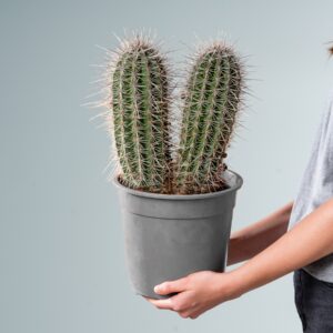 Säulenkaktus 'Pringlei' L