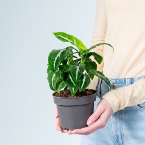 Syngonium 'Arrow' M