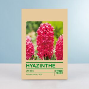 Hyazinthe 'Jan Bos' - 5 Stück