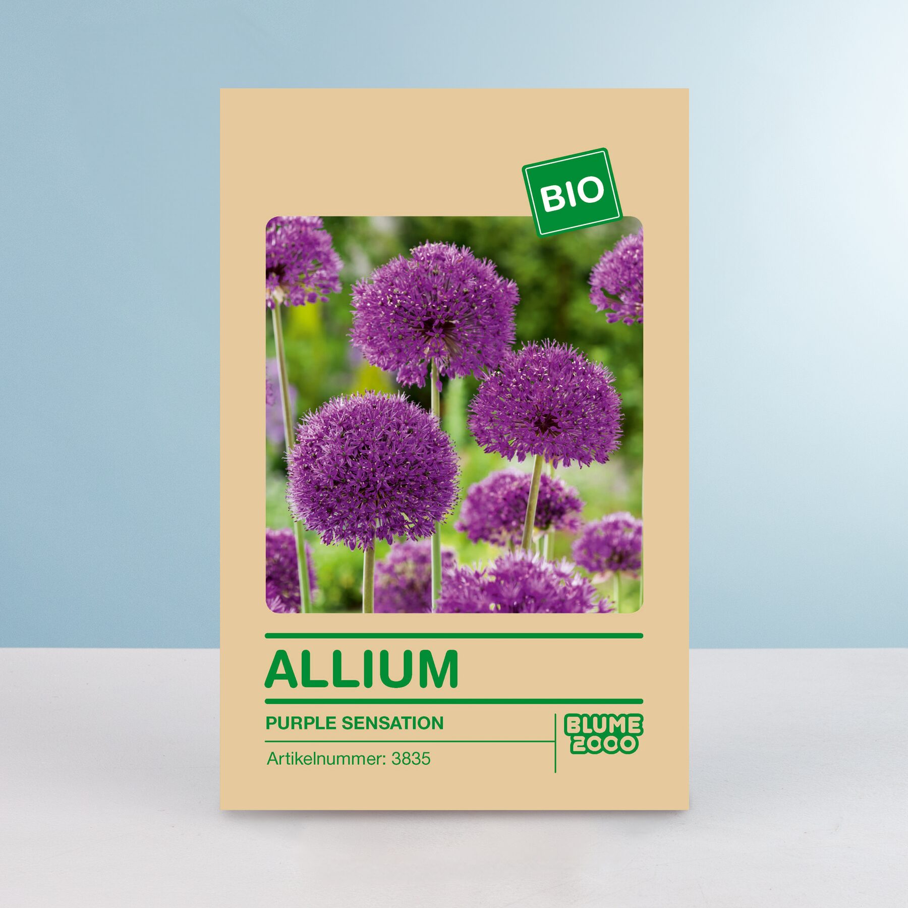BIO Zierlauch 'Purple Sensation' - 5 Stück – Bild 2