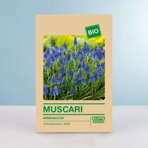 BIO Traubenhyazinthe - 10 Stück