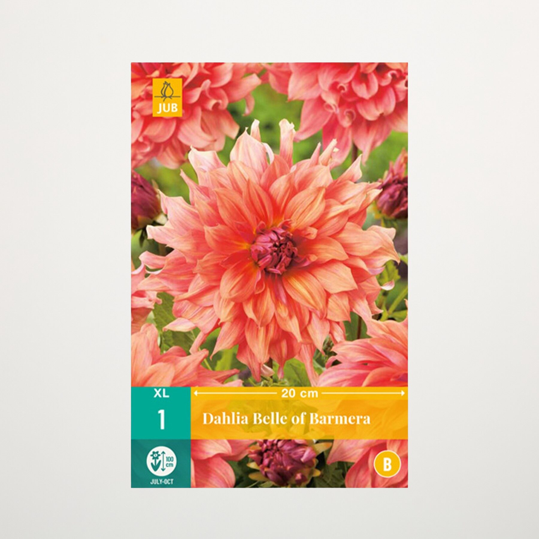 Großblumige Dahlie 'Belle of Barmera' -Knolle
