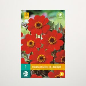 Klassik-Dahlie 'Bishop of Llandaff' - Knolle
