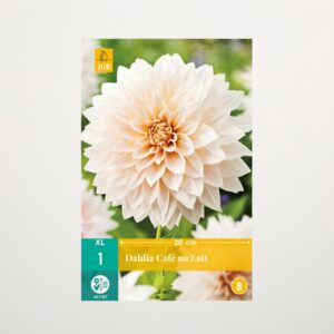 Großblumige Dahlie 'Café au lait' - Knolle