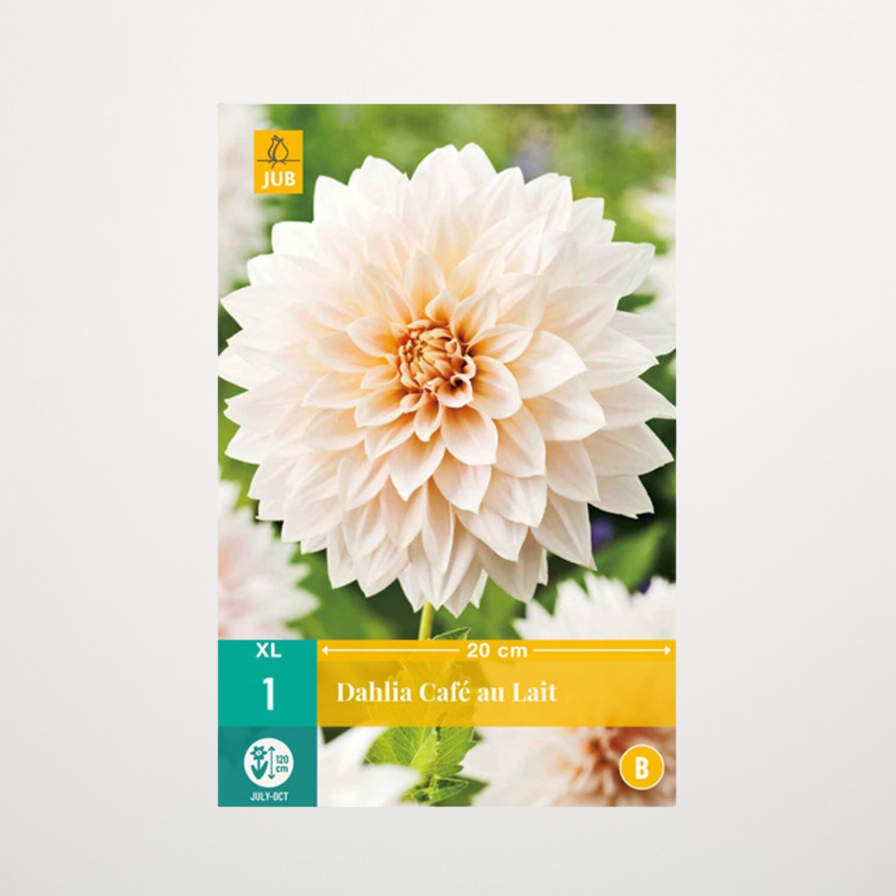 Großblumige Dahlie 'Café au lait' - Knolle