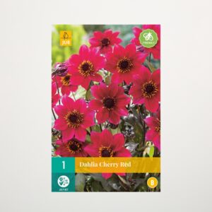 Einfach Dahlie 'Cherry Red' - Knolle