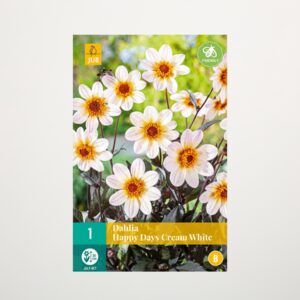 Klassik-Dahlie 'Happy Days Cream White' - Knolle