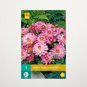 Gallery-Dahlie 'Bellini®' - Knolle
