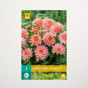 Gallery-Dahlie 'Leonardo®' - Knolle
