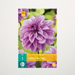 Großblumige Dahlie 'Lilac Time' - Knolle