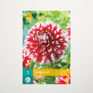 Splitt-Dahlie 'Noel' - Knolle