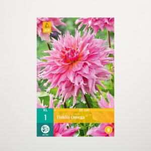 Großblumige Dahlie 'Omega' - Knolle