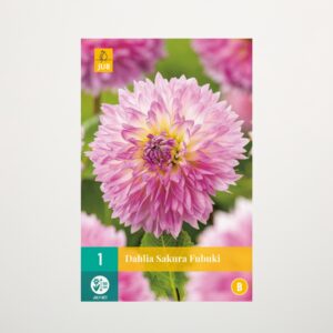 Splitt-Dahlie 'Sakura Fubuki' - Knolle