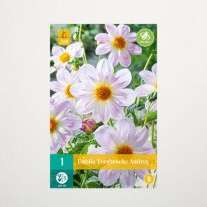 Halskrausen-Dahlie 'Teesbrooke Audrey' - Knolle