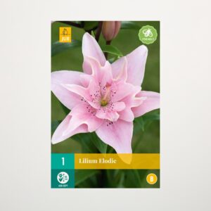 Asiatische Lilie 'Elodie' gefüllt - Knolle