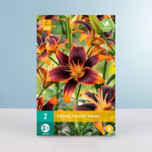 Asiatische Lilie 'Forever Susan' - 2 Knollen