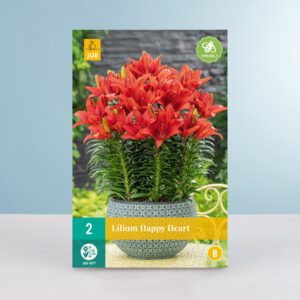 Zwerg-Lilie 'Happy Heart' - 2 Knollen