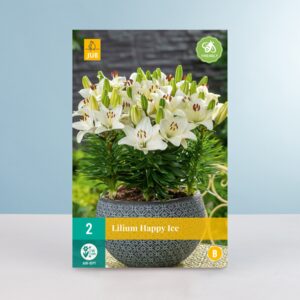 Zwerg-Lilie 'Happy Ice' - 2 Knollen