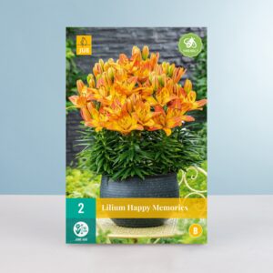 Zwerg-Lilie 'Happy Memories' - 2 Knollen