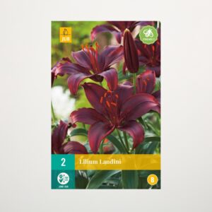 Asiatische Lilie 'Landini' - 2 Knollen