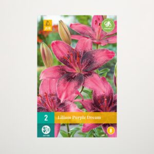 Asiatische Lilie 'Purple Dream' - 2 Knollen
