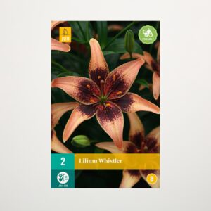 Asiatische Lilie 'Whistler' - 2 Knollen