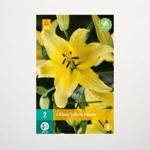 Asiatische Lilie 'Yellow Power' - 2 Knollen