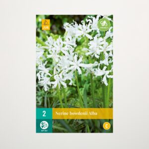 Nerine 'Bowdenii Alba' - 2 Zwiebeln
