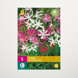 Nerine 'Breeders' Mix - 5 Zwiebeln