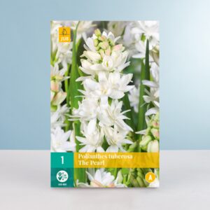 Tuberose 'The Pearl' - Knolle