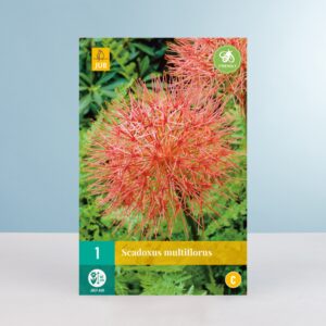 Blutblume 'Multiflorus' - Knolle