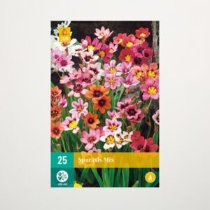 Sparaxis Mix - 25 Knollen