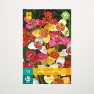 Tigerblume 'Pavonia' Mix - 10 Zwiebeln