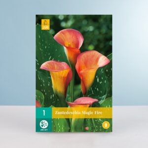 Calla 'Magic Fire' - Wurzel