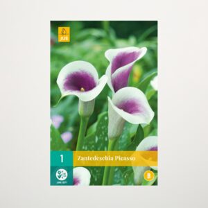 Calla 'Picasso' - Wurzel